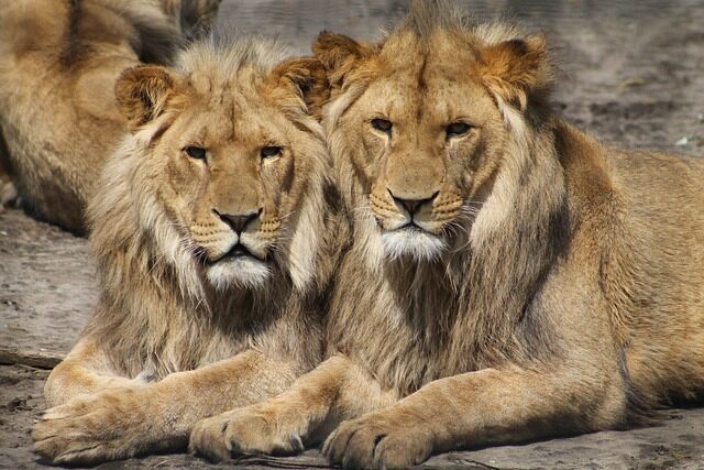 faune sauvage Afrique lion voyage
